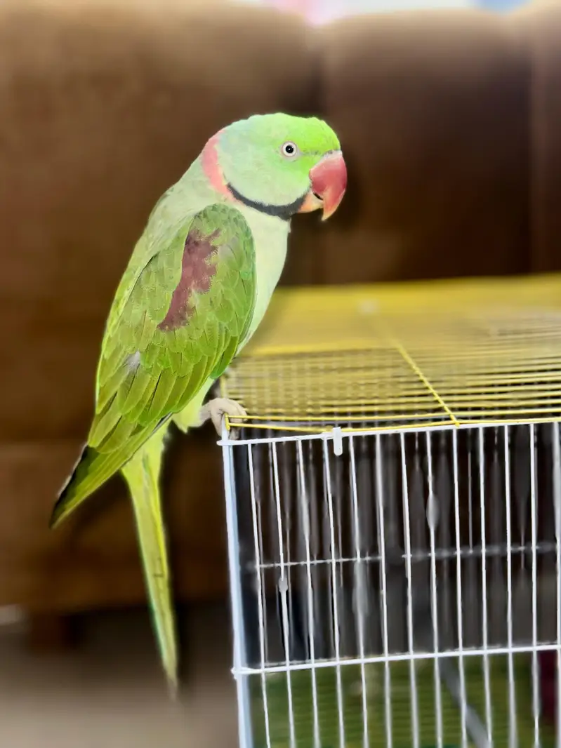 talkative Raw parrot male — photo 3