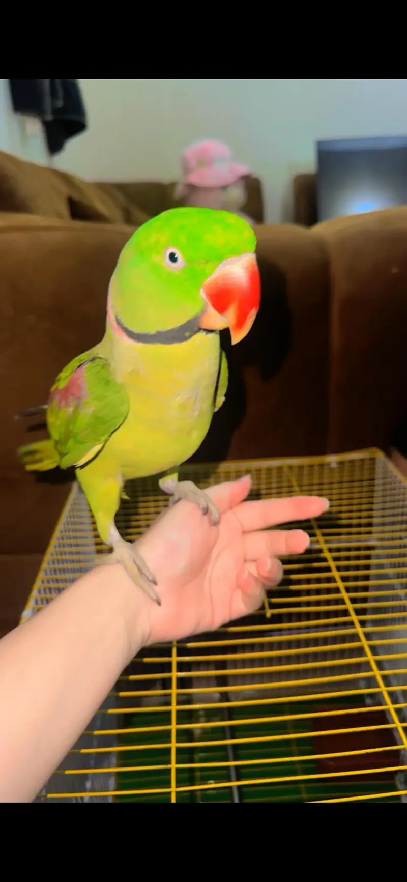 talkative Raw parrot male — photo 4