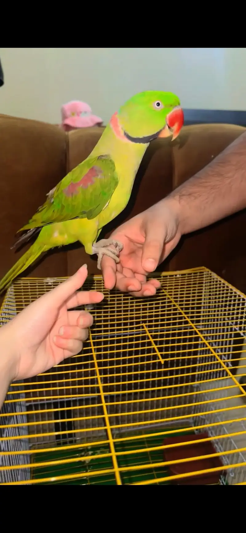 talkative Raw parrot male — photo 5