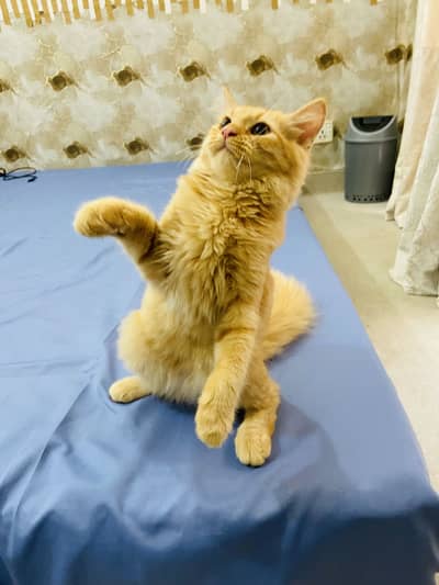 Golden Doll Face Persian Female Cat for Sale