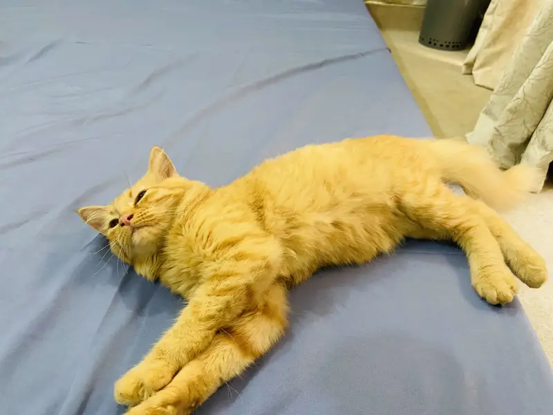Golden Doll Face Persian Female Cat for Sale — photo 2