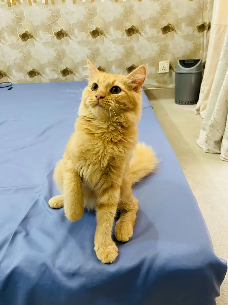 Golden Doll Face Persian Female Cat for Sale — photo 3