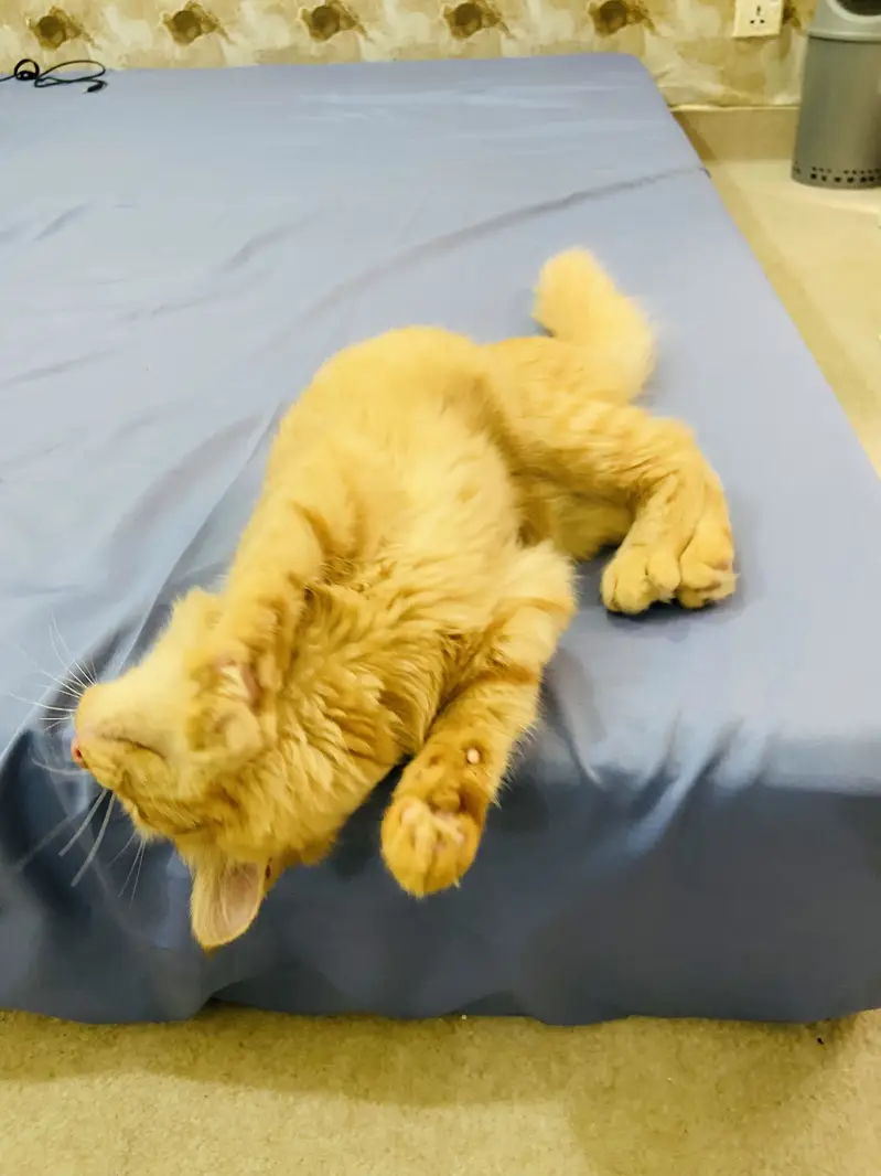 Golden Doll Face Persian Female Cat for Sale — photo 4