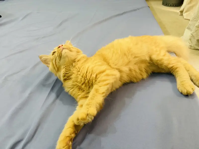 Golden Doll Face Persian Female Cat for Sale — photo 5