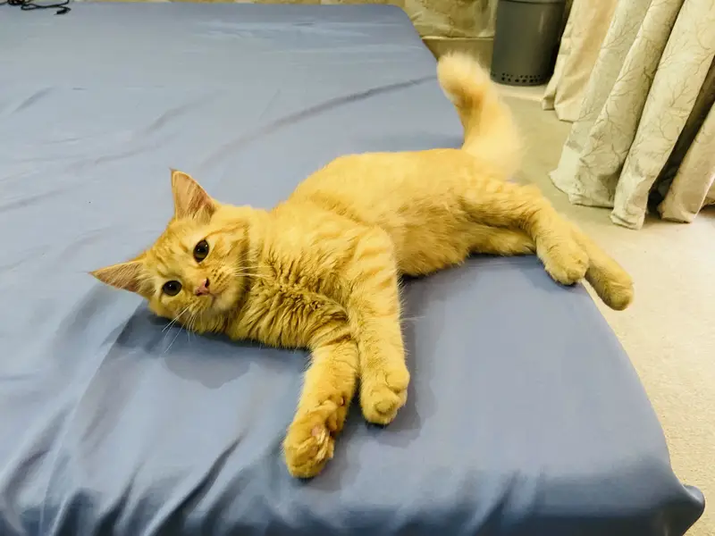 Golden Doll Face Persian Female Cat for Sale — photo 6