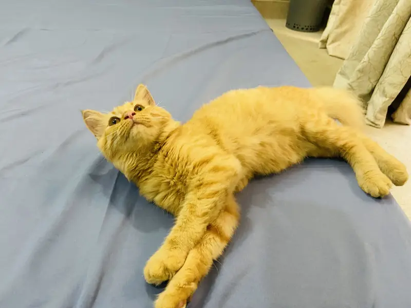 Golden Doll Face Persian Female Cat for Sale — photo 7