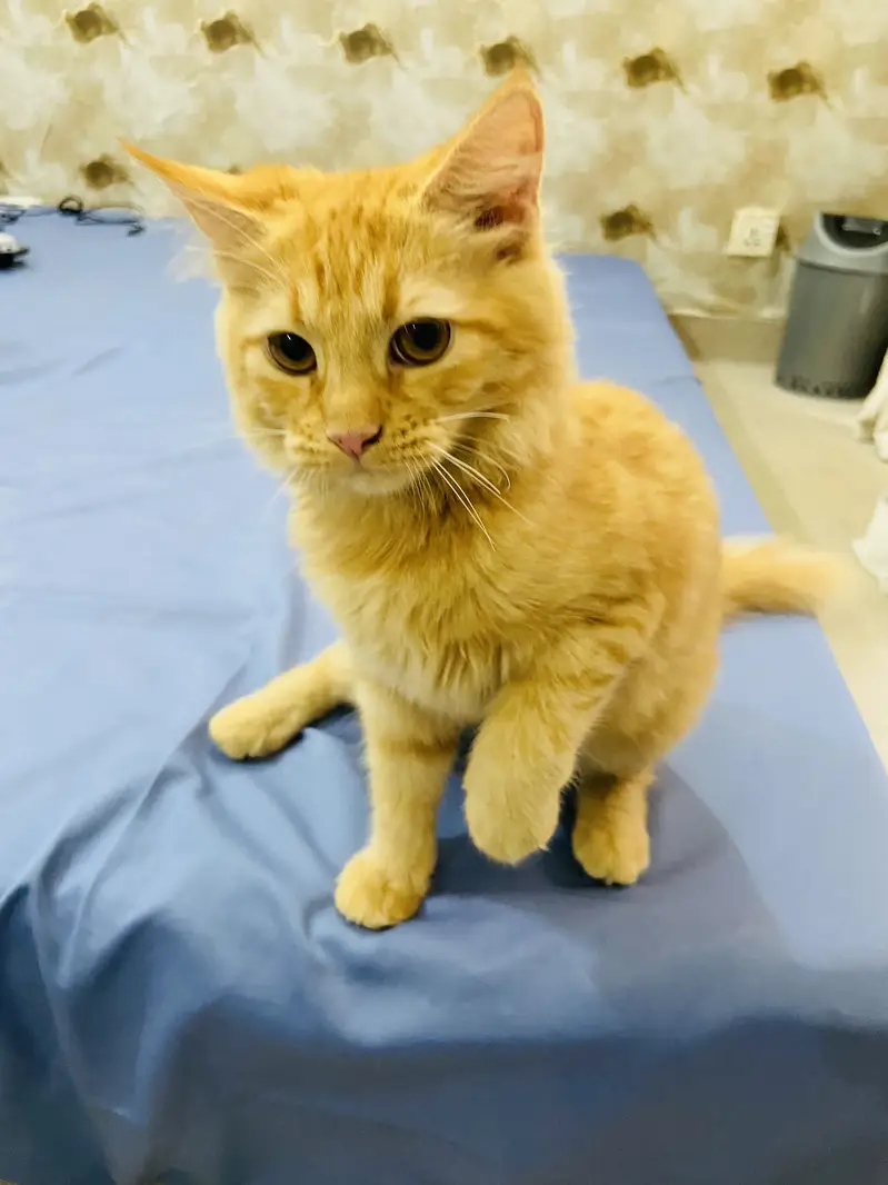 Golden Doll Face Persian Female Cat for Sale — photo 8