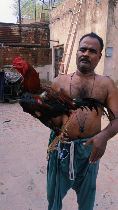 japnis poya brmi aseel