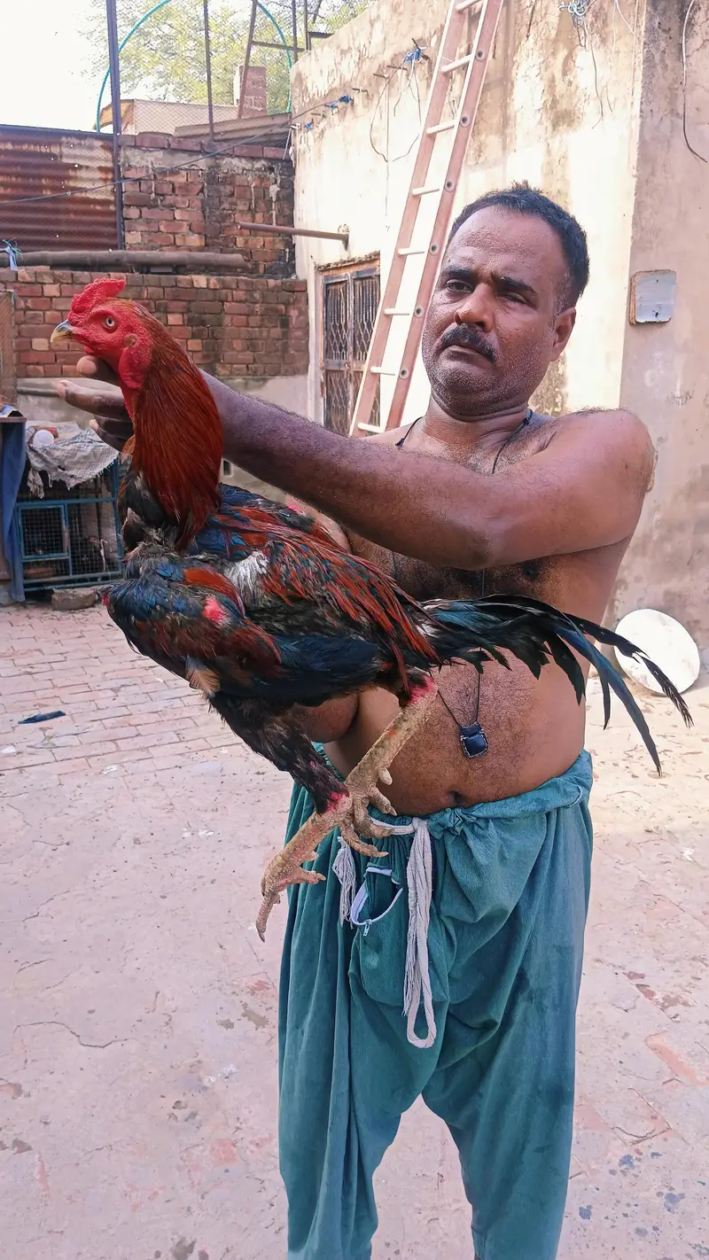 japnis poya brmi aseel — photo 3