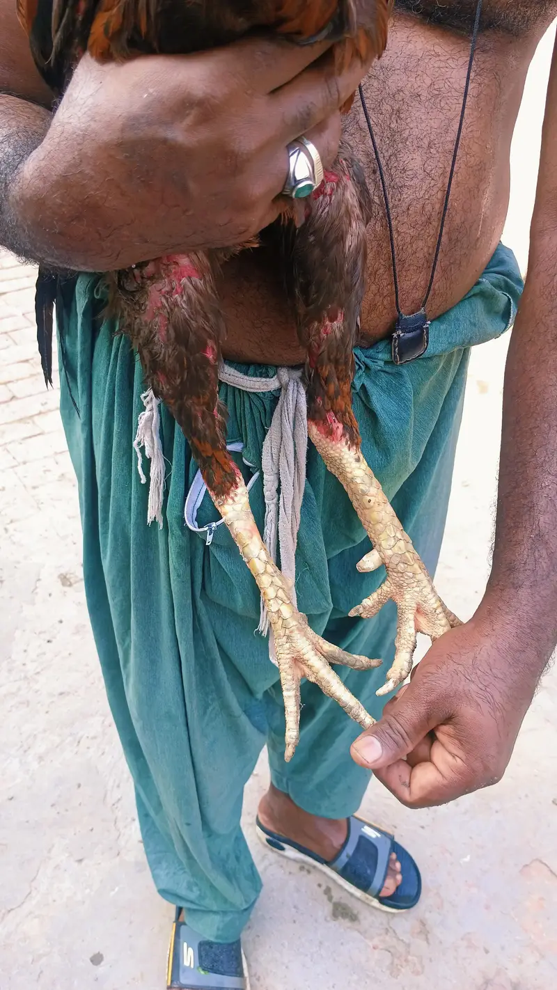 japnis poya brmi aseel — photo 5