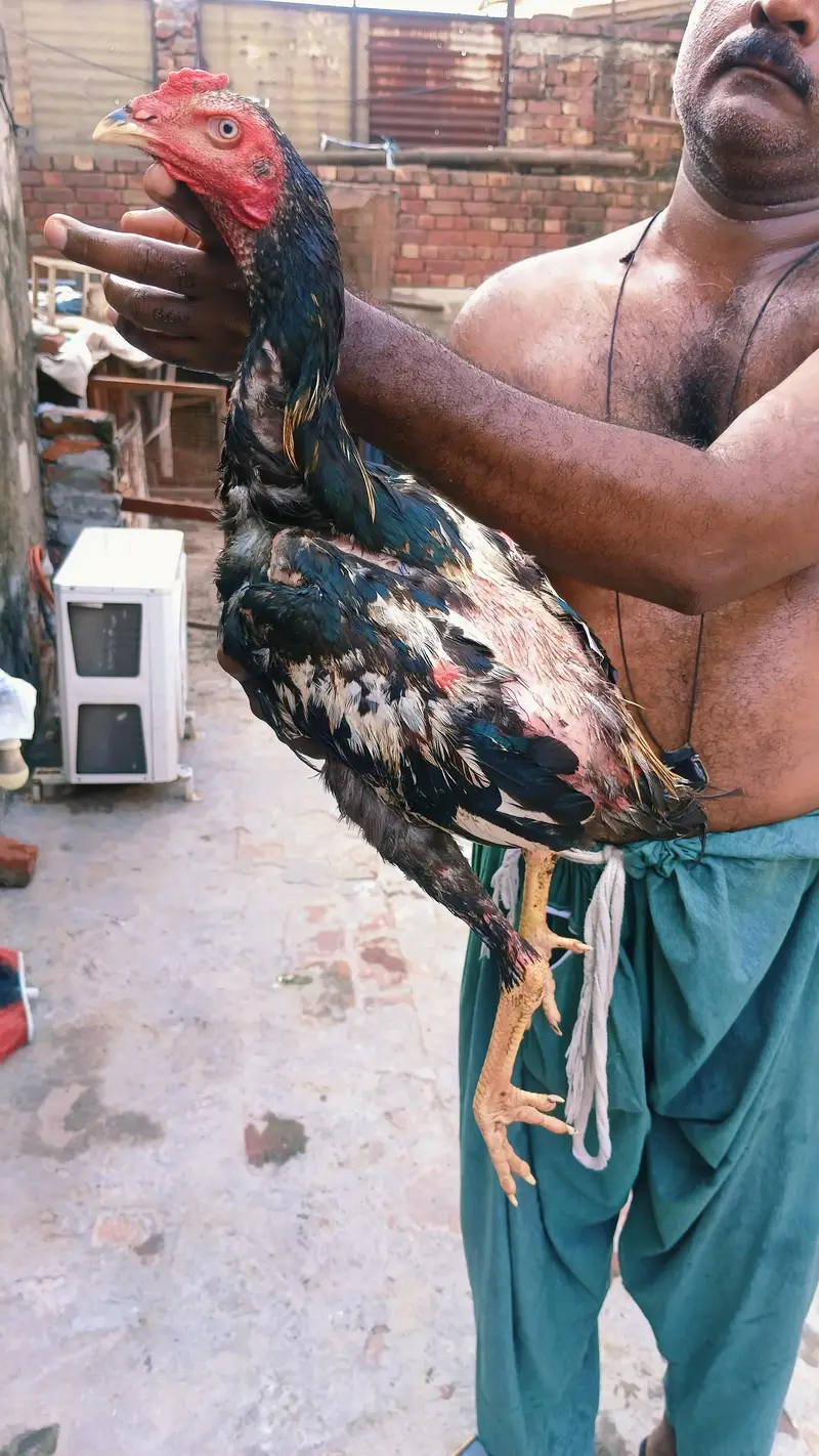 japnis poya brmi aseel — photo 6