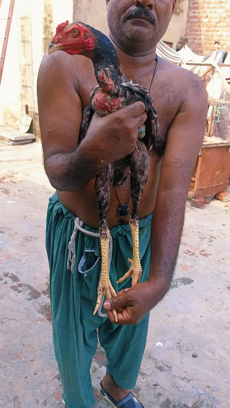 japnis poya brmi aseel — photo 7