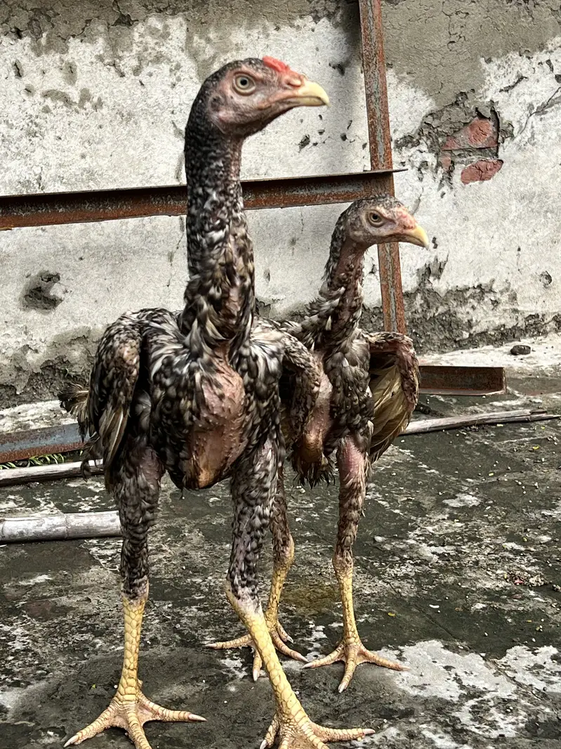 Dragon aseel pair — photo 4