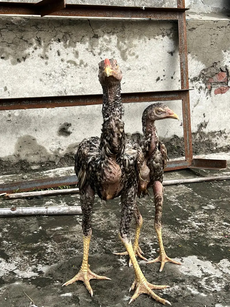 Dragon aseel pair — photo 5