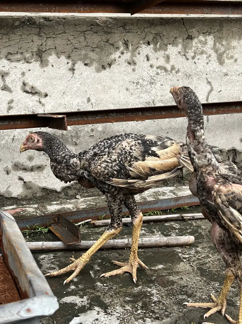 Dragon aseel pair — photo 8
