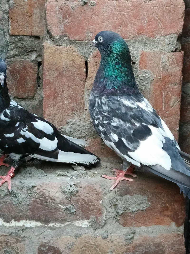 Jaldar Teddy Kabutar Or Rampuri Madi — photo 2