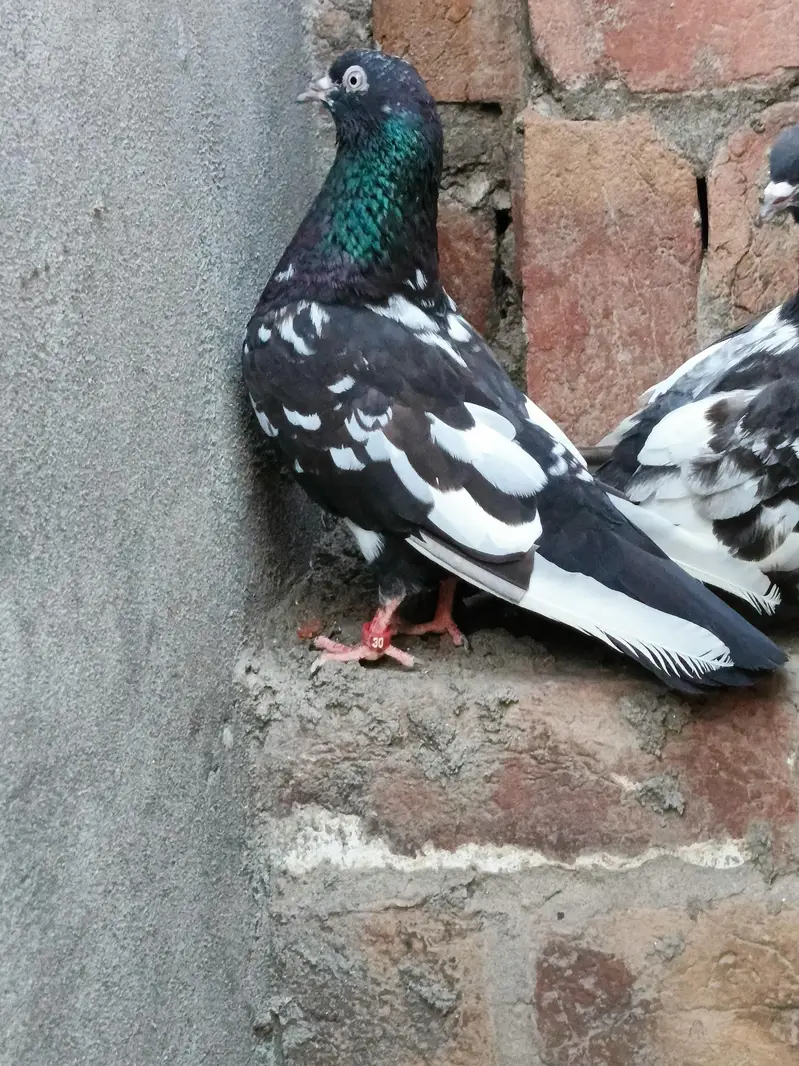 Jaldar Teddy Kabutar Or Rampuri Madi — photo 4
