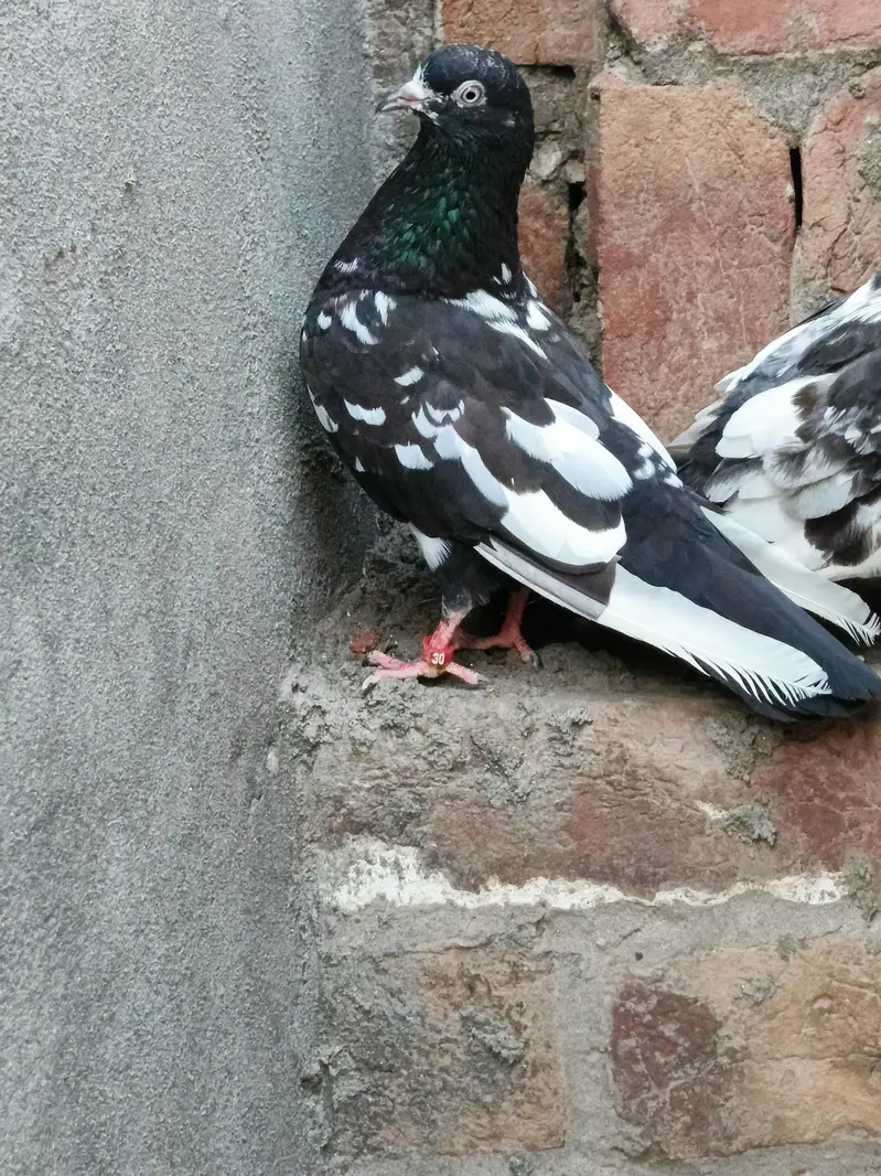 Jaldar Teddy Kabutar Or Rampuri Madi — photo 5