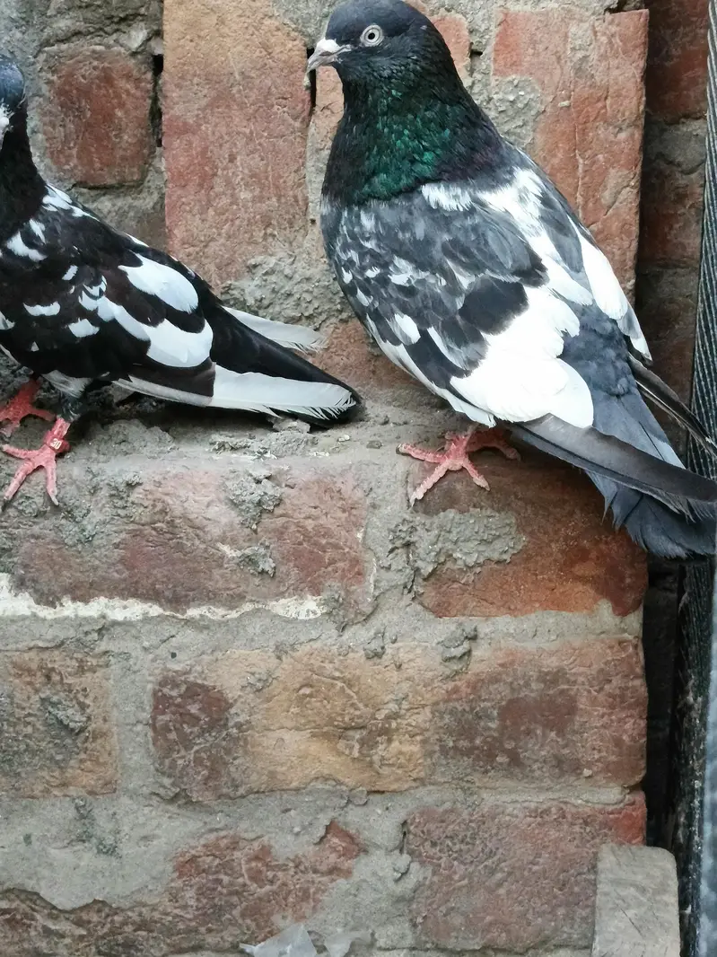 Jaldar Teddy Kabutar Or Rampuri Madi — photo 6
