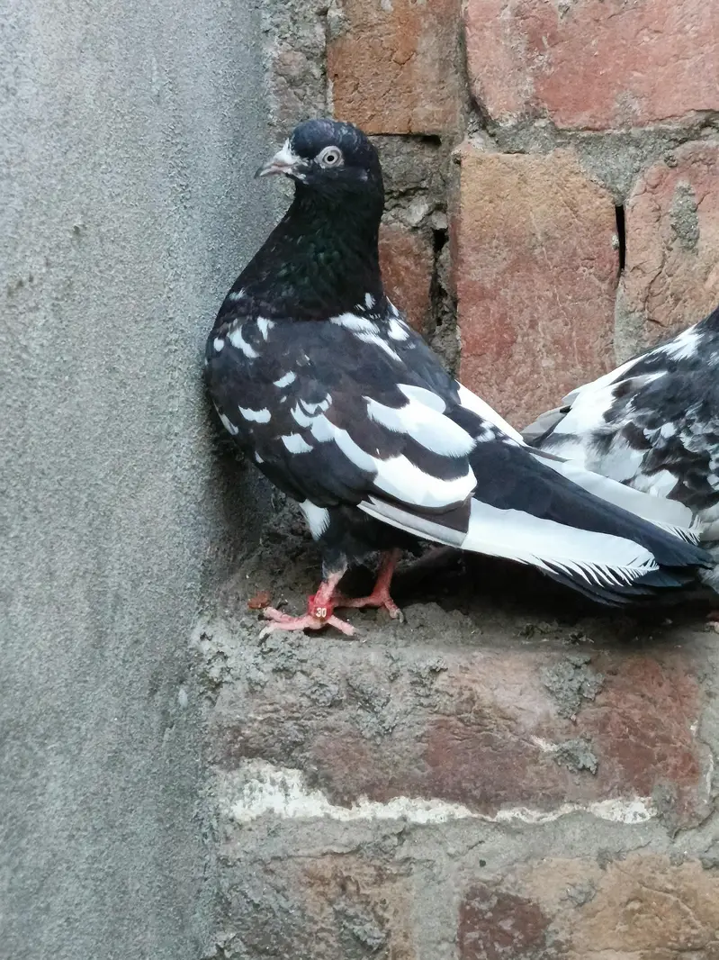 Jaldar Teddy Kabutar Or Rampuri Madi — photo 7