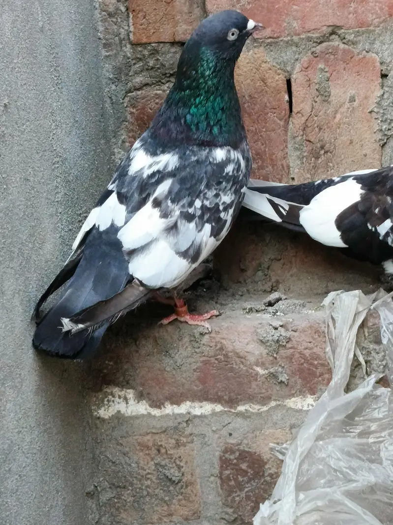 Jaldar Teddy Kabutar Or Rampuri Madi — photo 8
