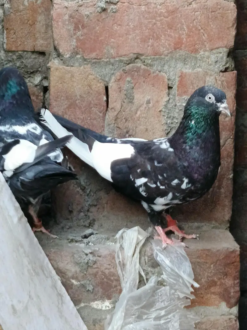 Jaldar Teddy Kabutar Or Rampuri Madi — photo 9