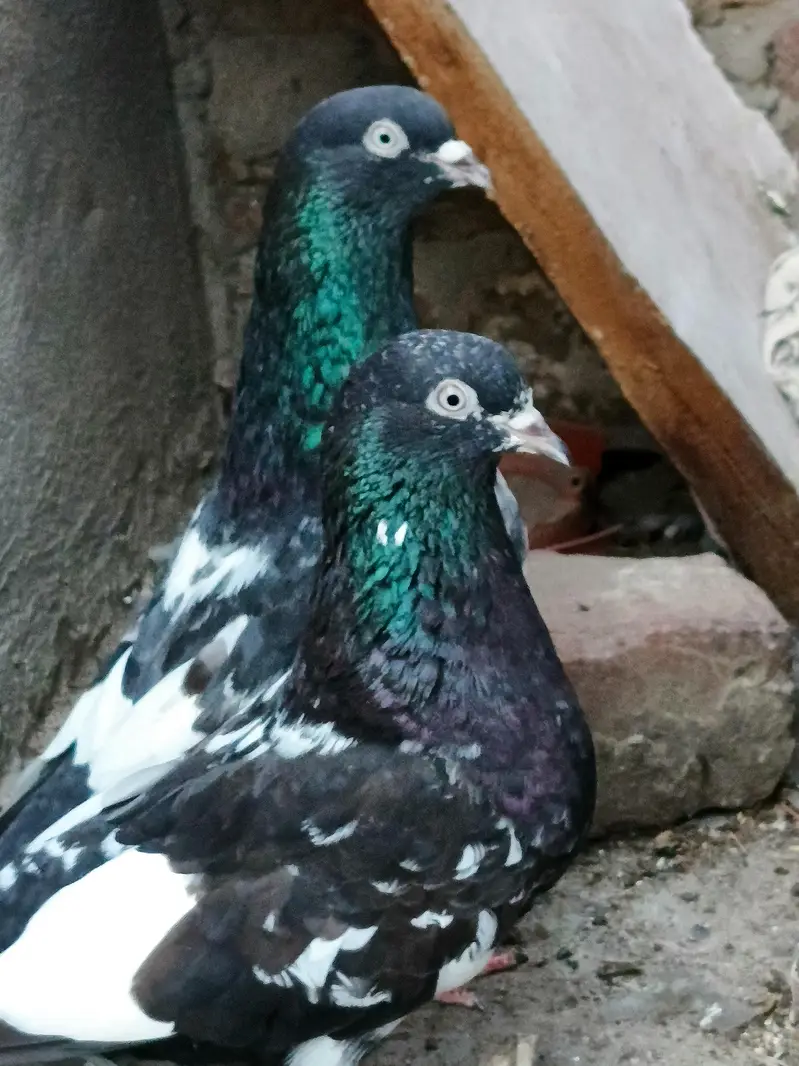 Jaldar Teddy Kabutar Or Rampuri Madi — photo 10