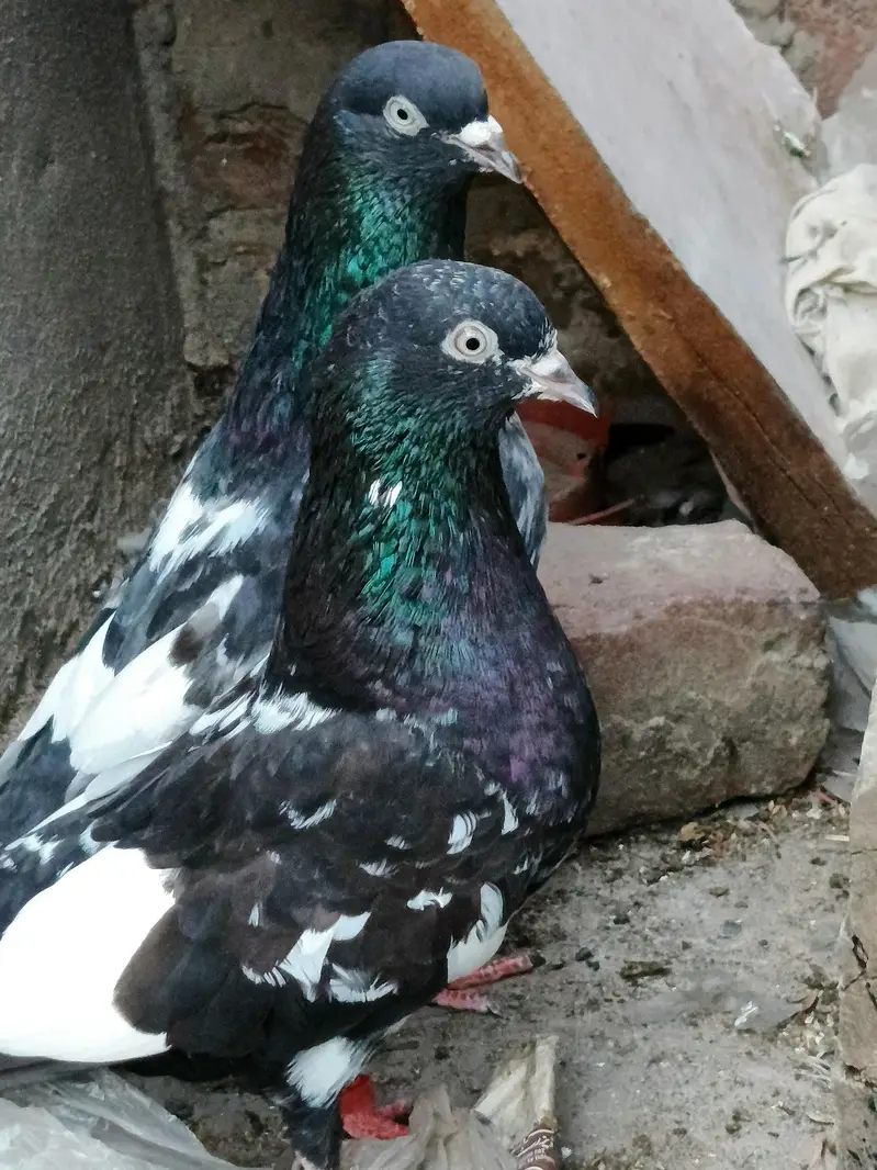 Jaldar Teddy Kabutar Or Rampuri Madi — photo 12