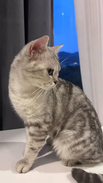 Scottish fold straightear
