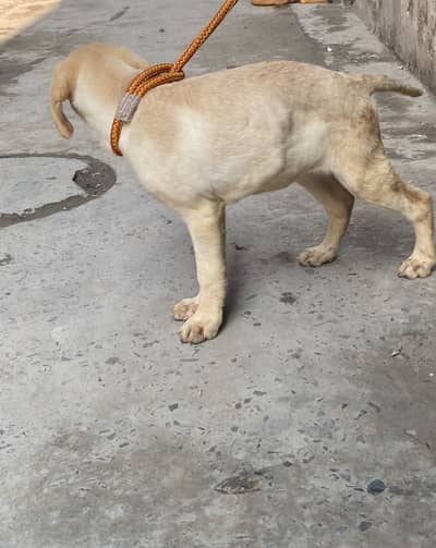Labrador