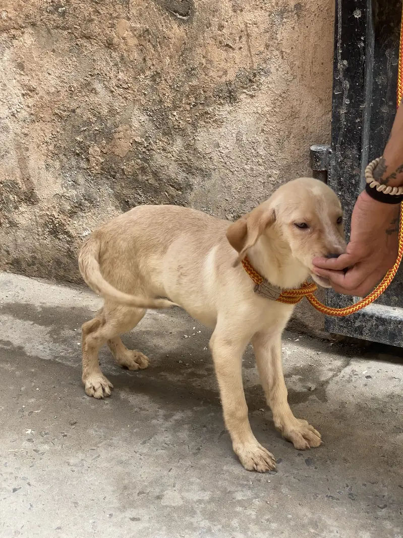 Labrador — photo 2