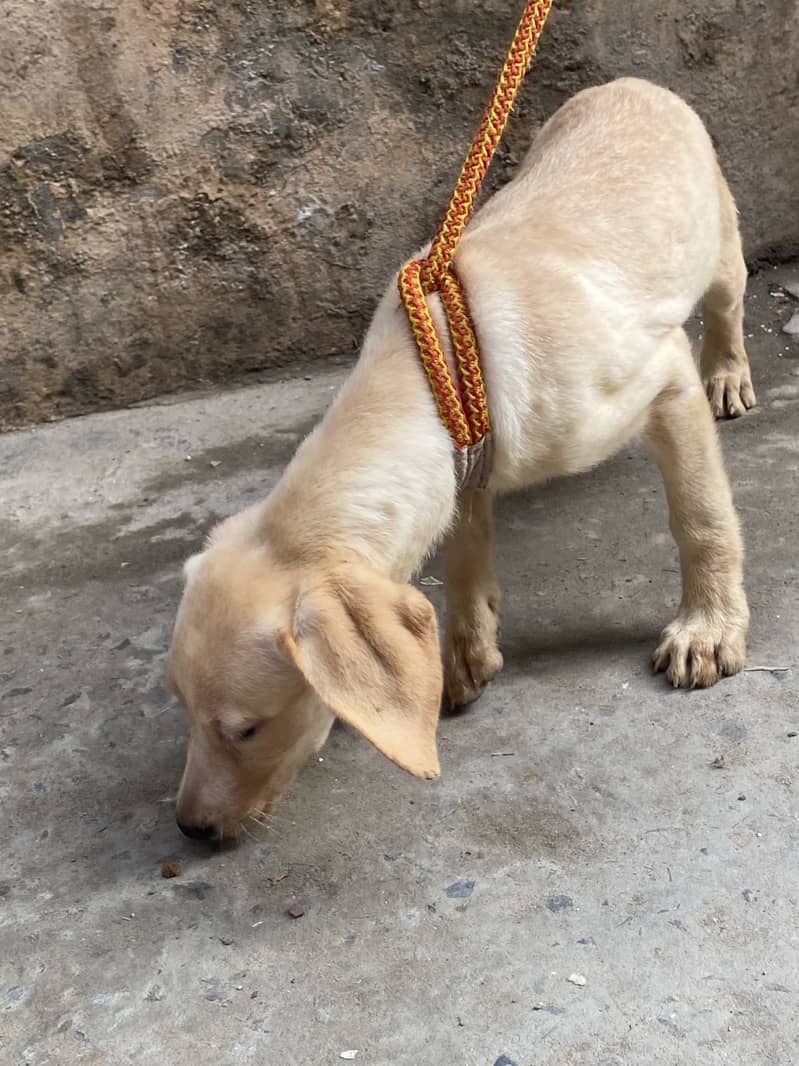 Labrador 2