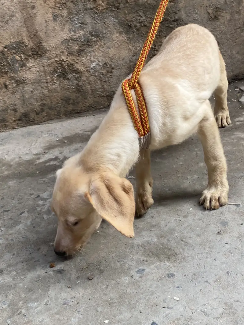 Labrador — photo 3