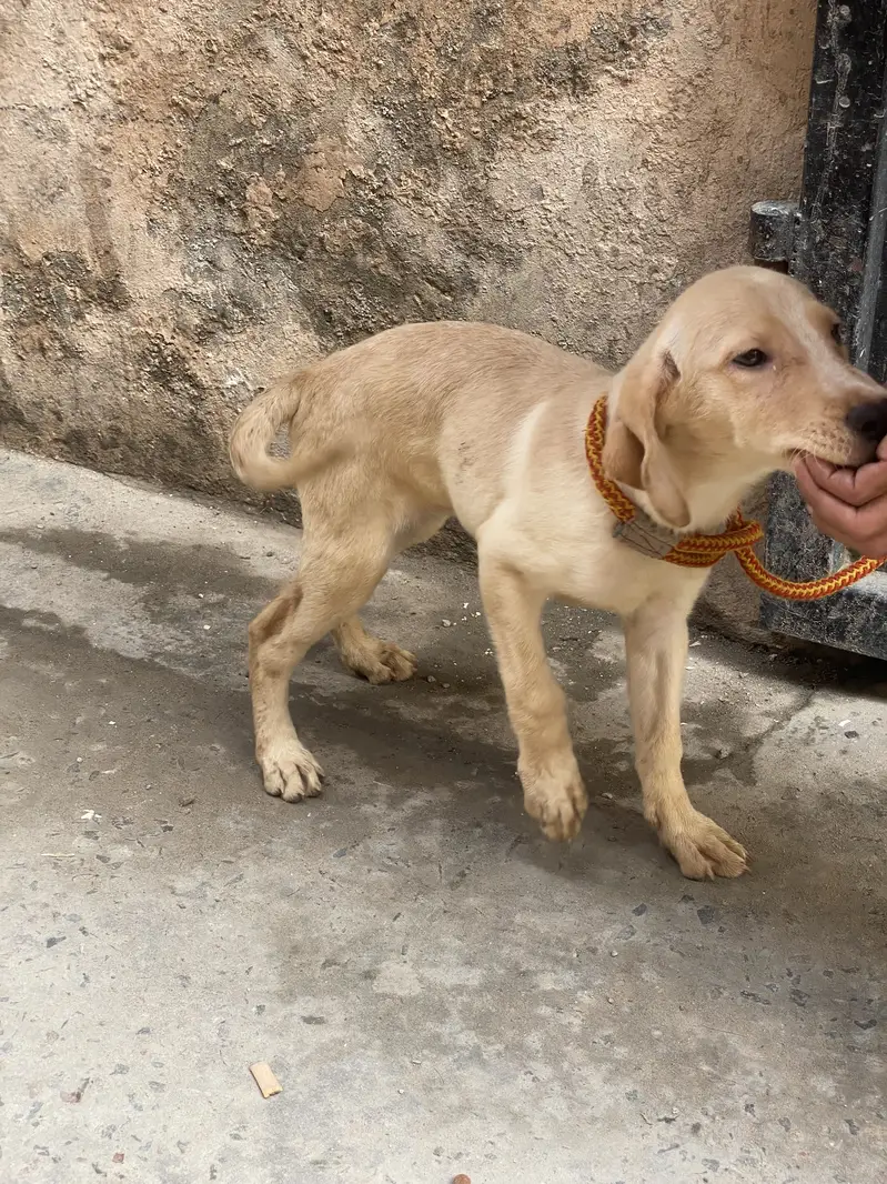 Labrador — photo 4