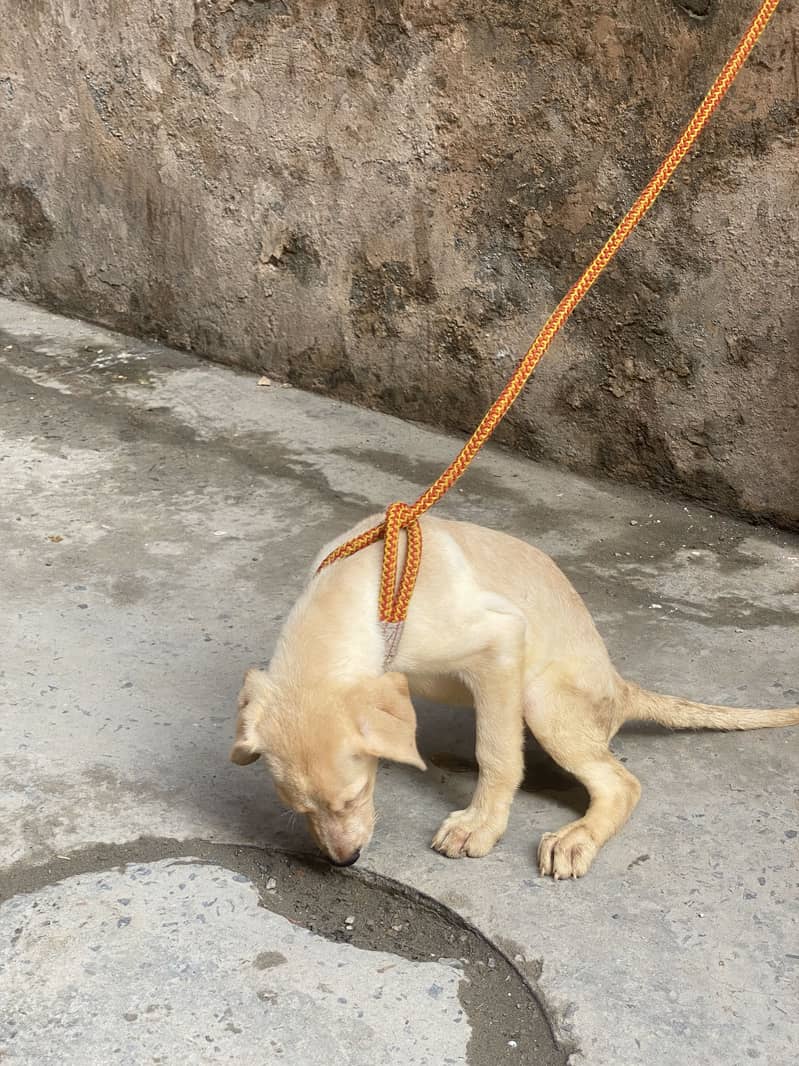 Labrador 4