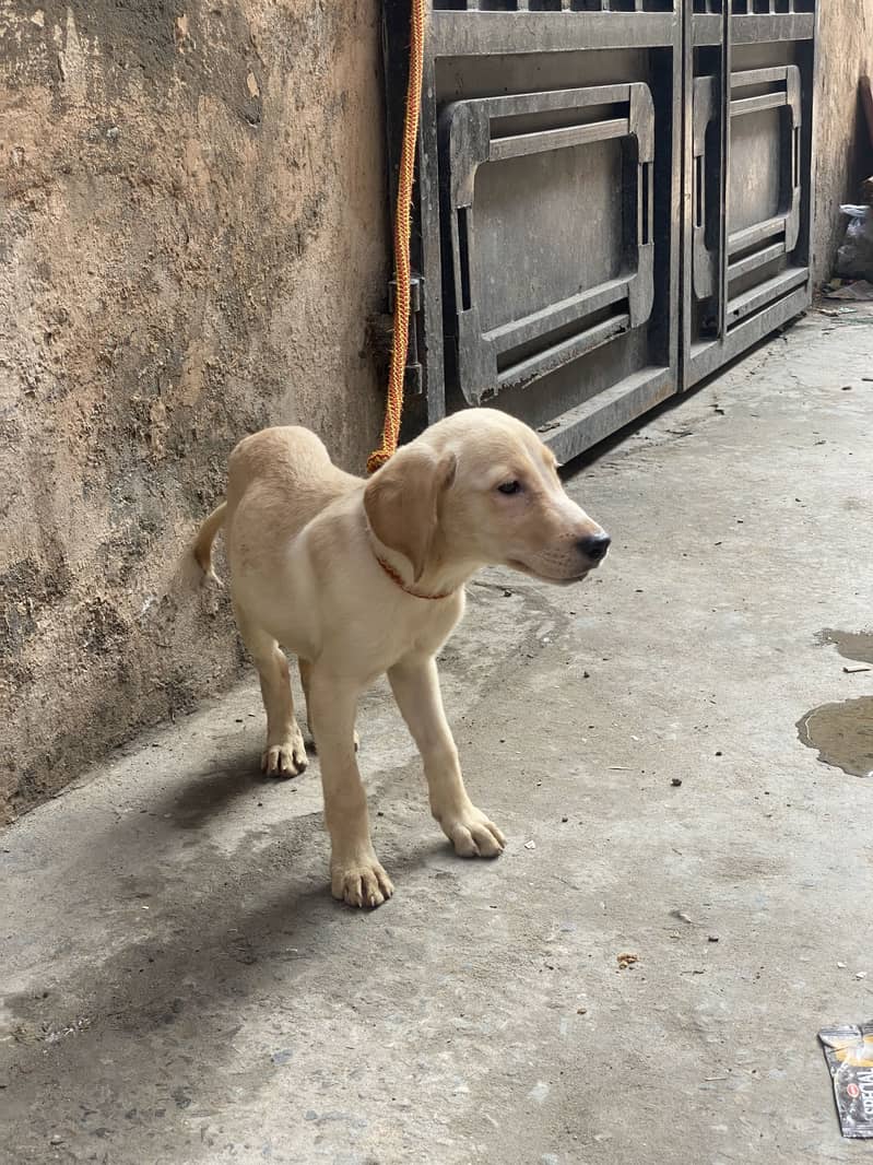 Labrador 5