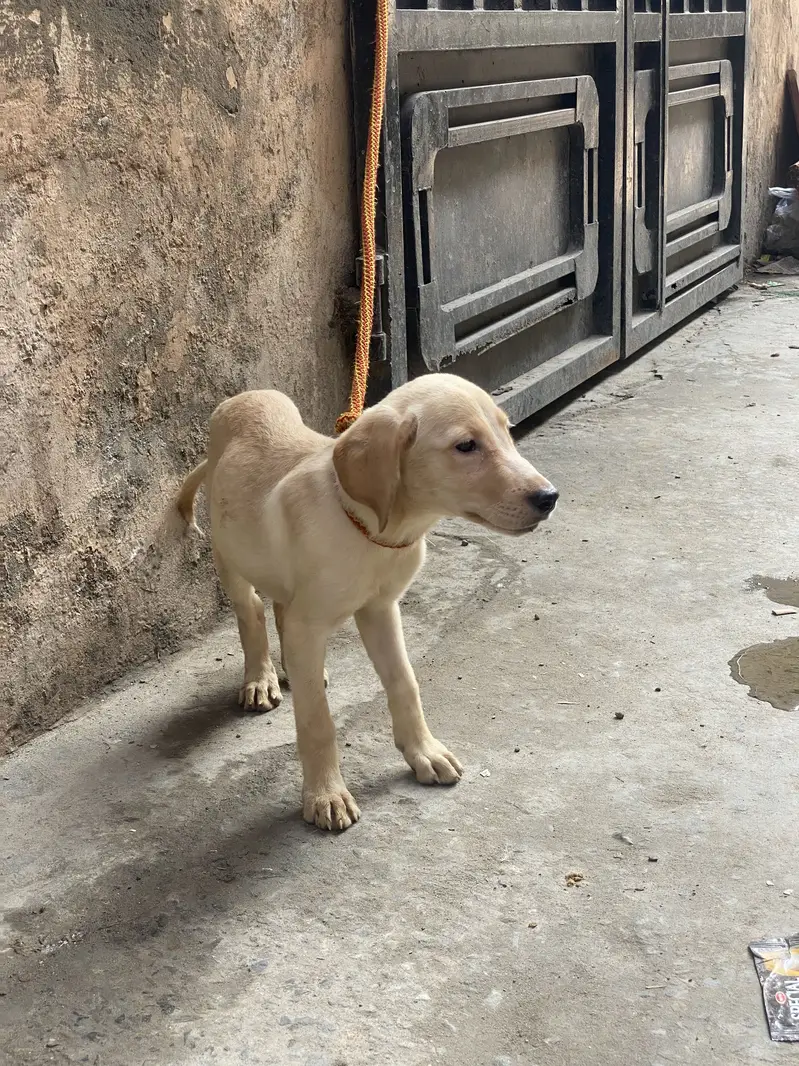 Labrador — photo 6
