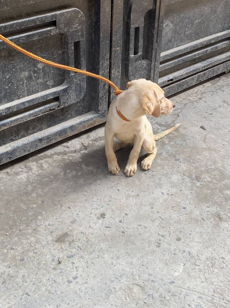 Labrador 6