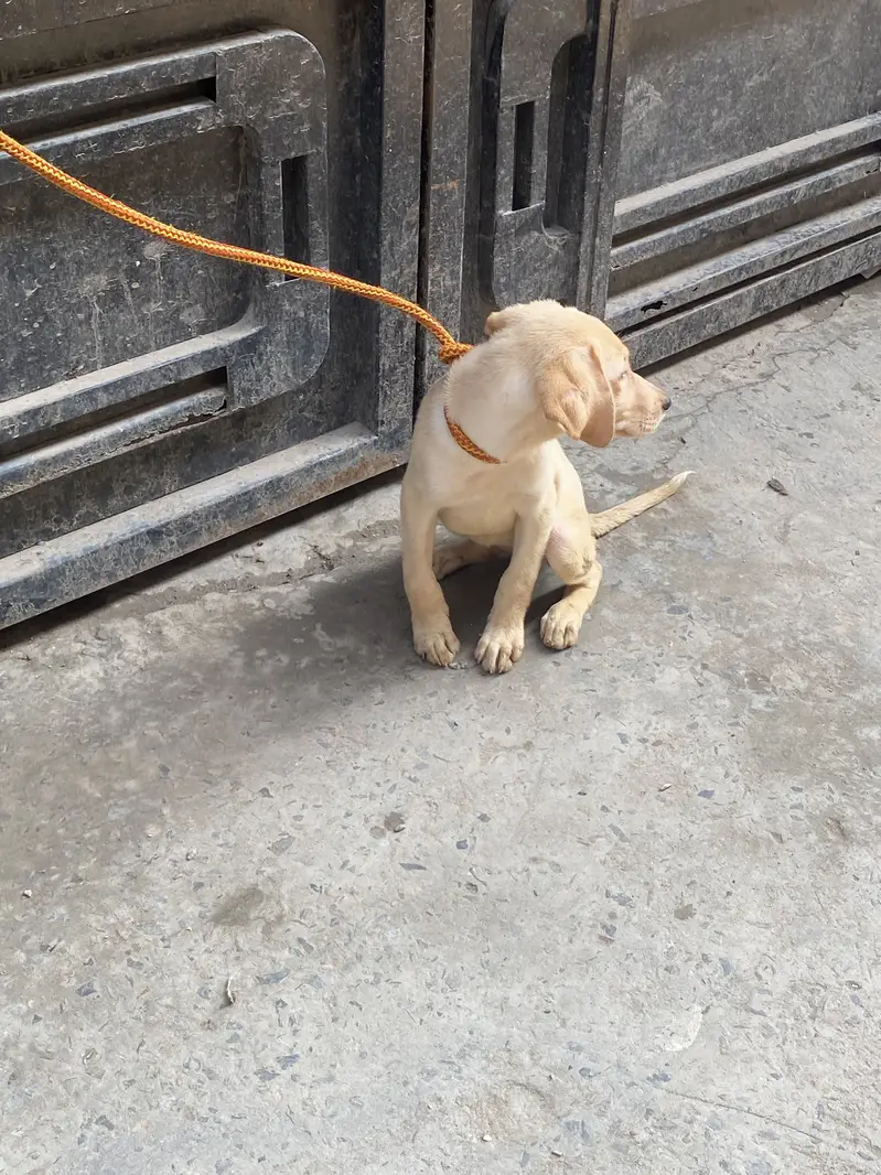 Labrador — photo 7