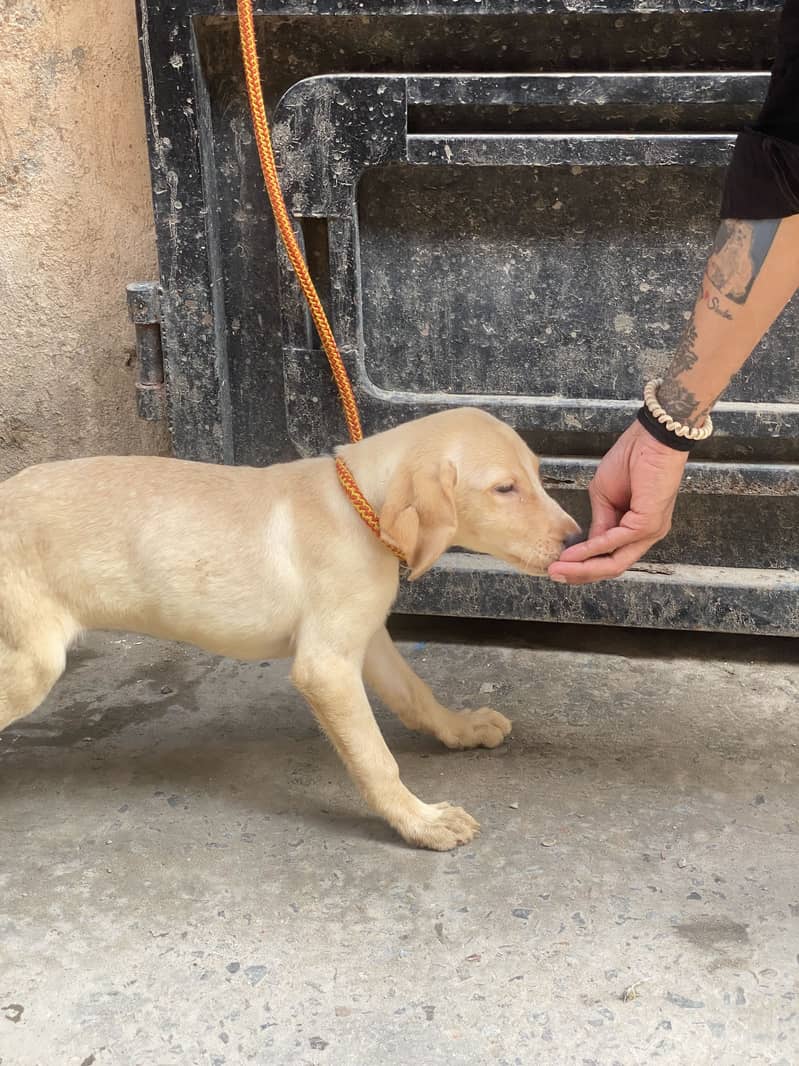Labrador 7