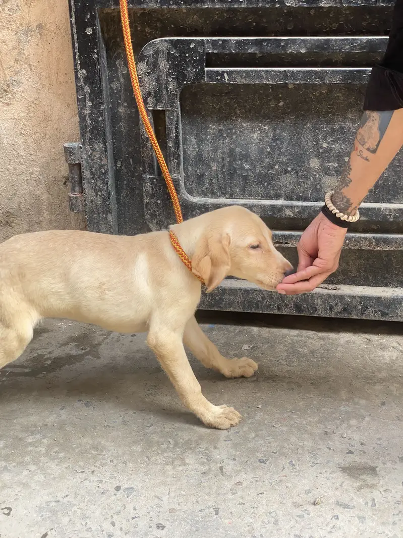 Labrador — photo 8