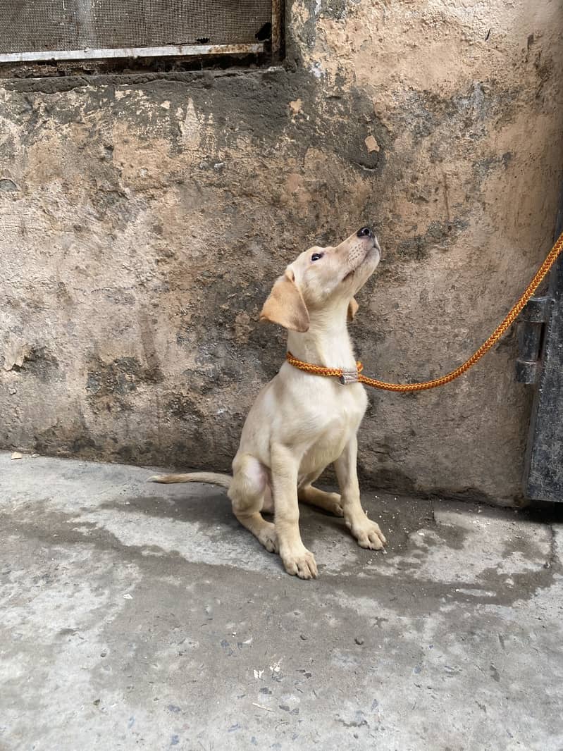 Labrador 8
