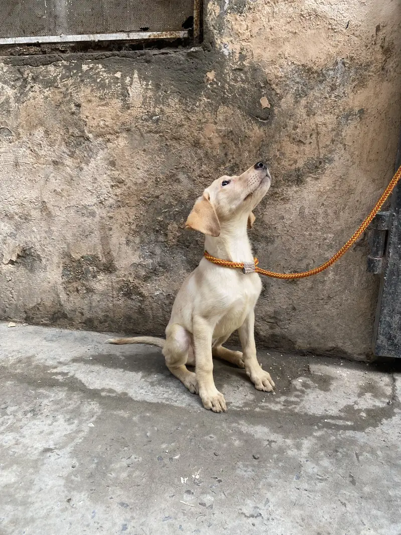 Labrador — photo 9