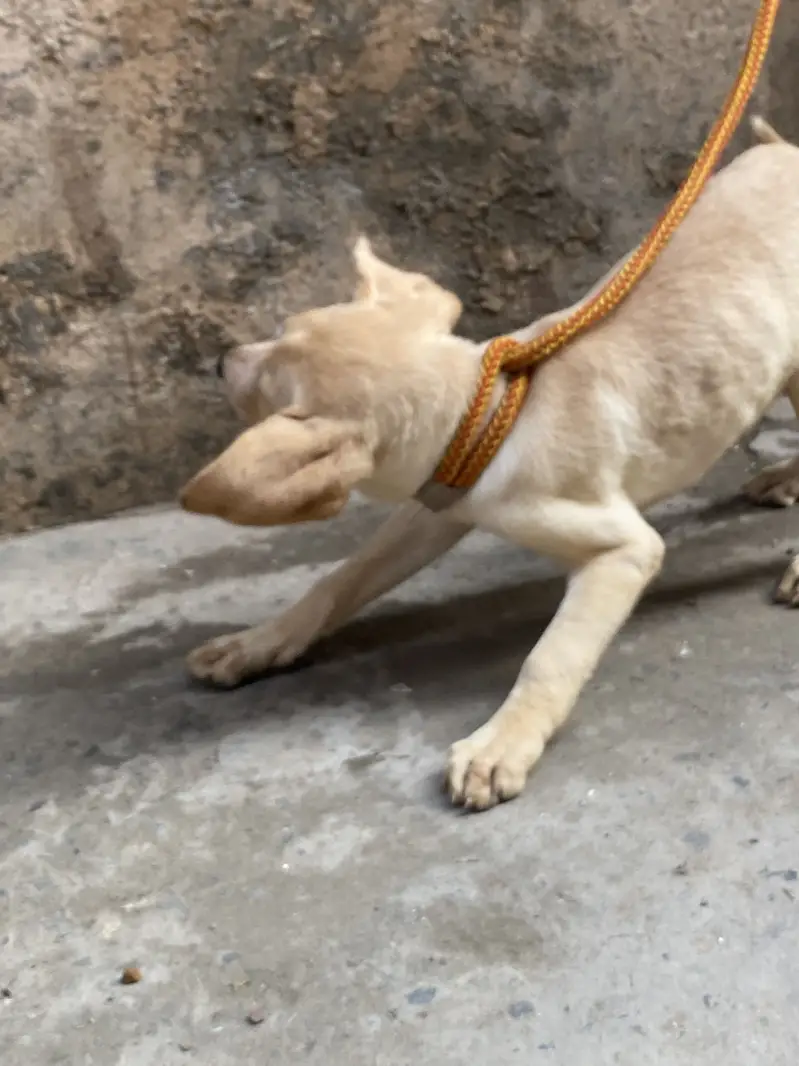 Labrador — photo 10