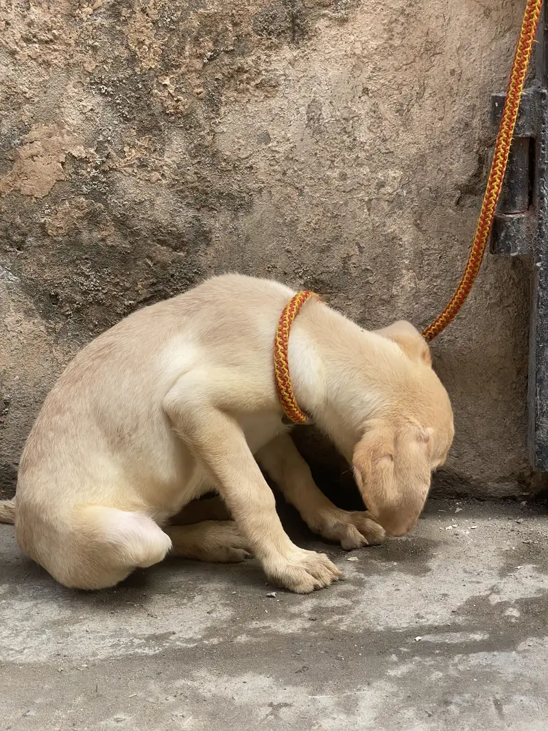 Labrador — photo 11