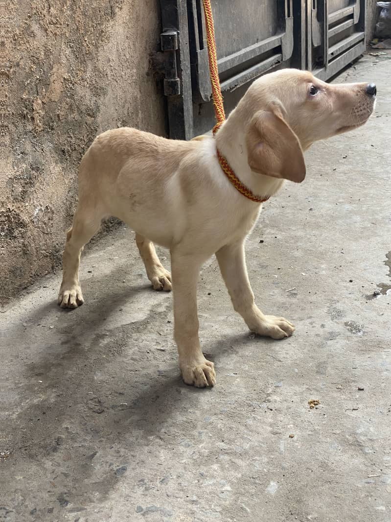 Labrador 11