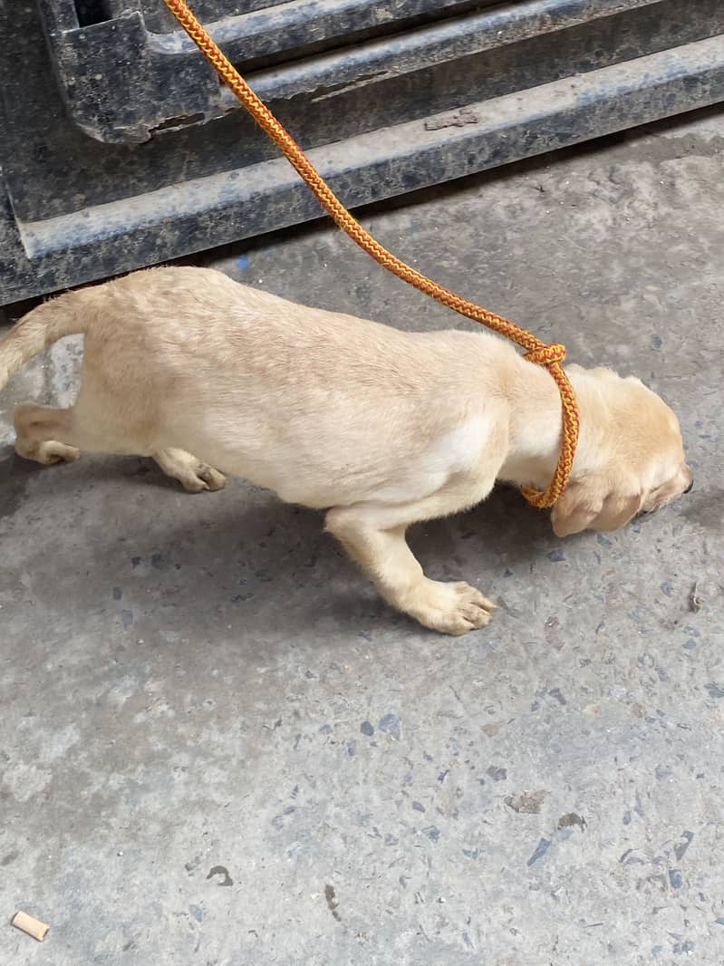 Labrador 12
