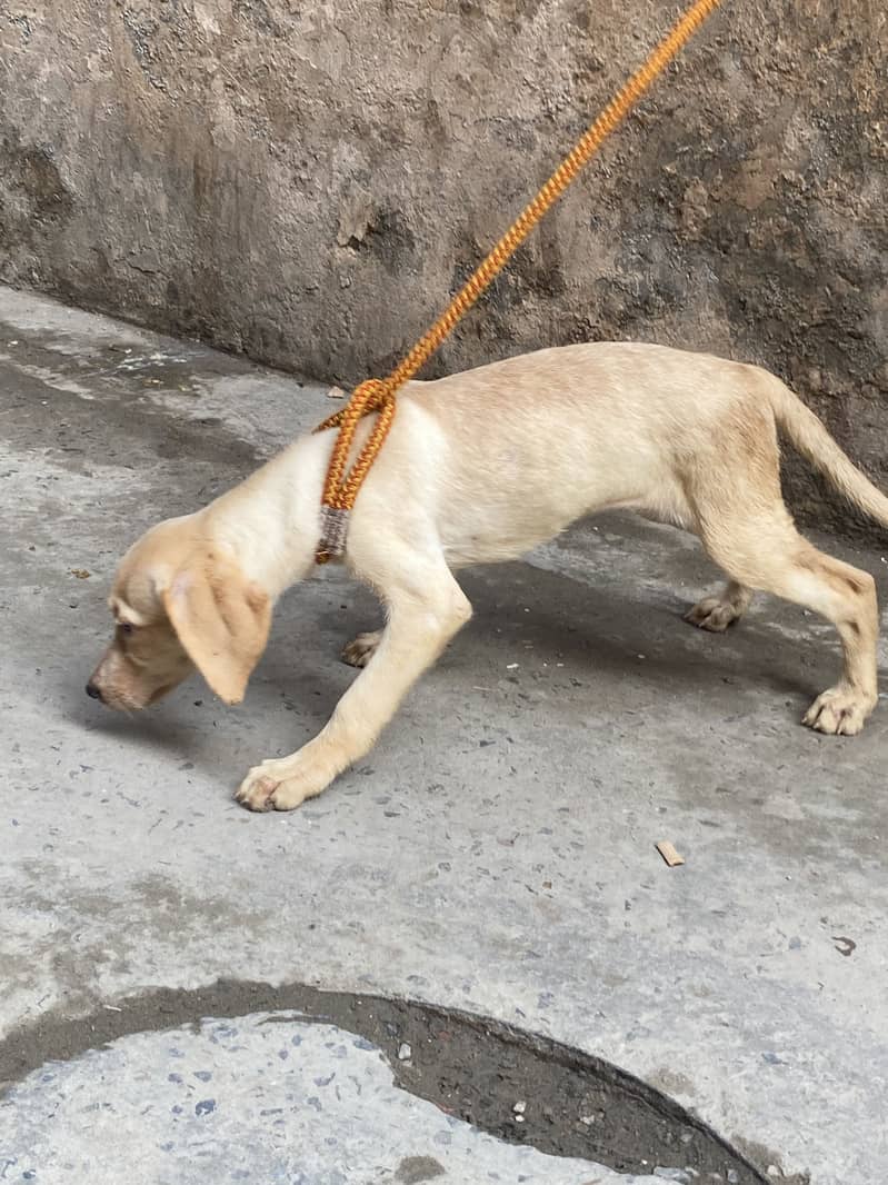 Labrador 13
