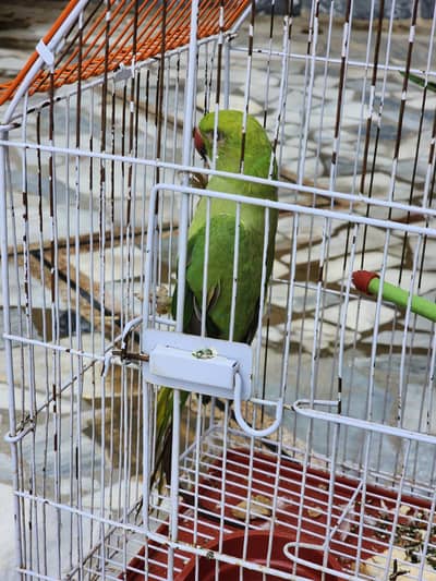 FEMALE HEALTHY PARROT