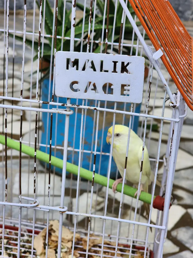 FEMALE HEALTHY PARROT — photo 2